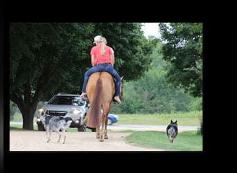 American Quarter Horse, Wallach, 6 Jahre, 152 cm, Red Dun