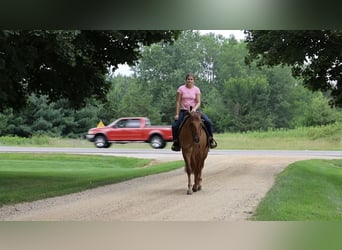 American Quarter Horse, Wallach, 6 Jahre, 152 cm, Red Dun