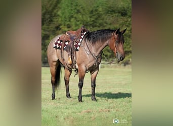 American Quarter Horse, Wallach, 6 Jahre, 152 cm, Roan-Bay