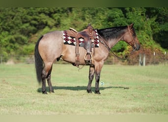 American Quarter Horse, Wallach, 6 Jahre, 152 cm, Roan-Bay