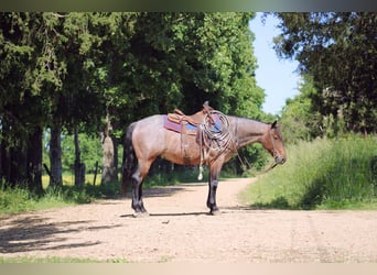 American Quarter Horse, Wallach, 6 Jahre, 152 cm, Roan-Bay