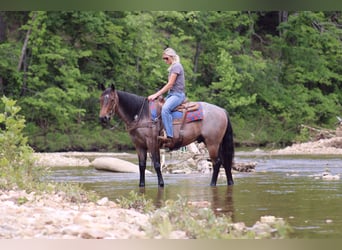 American Quarter Horse, Wallach, 6 Jahre, 152 cm, Roan-Bay