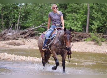 American Quarter Horse, Wallach, 6 Jahre, 152 cm, Roan-Bay