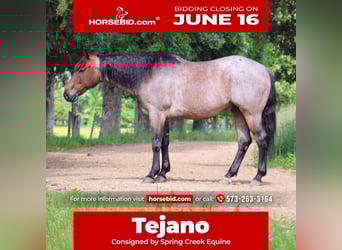 American Quarter Horse, Wallach, 6 Jahre, 152 cm, Roan-Bay