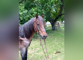 American Quarter Horse, Wallach, 6 Jahre, 152 cm, Roan-Bay