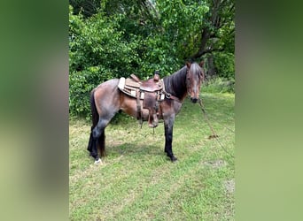 American Quarter Horse, Wallach, 6 Jahre, 152 cm, Roan-Bay
