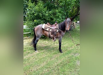 American Quarter Horse, Wallach, 6 Jahre, 152 cm, Roan-Bay