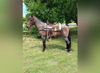 American Quarter Horse, Wallach, 6 Jahre, 152 cm, Roan-Bay