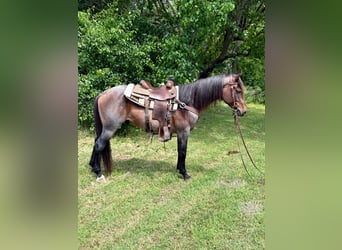 American Quarter Horse, Wallach, 6 Jahre, 152 cm, Roan-Bay