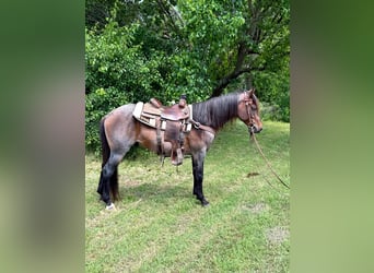 American Quarter Horse, Wallach, 6 Jahre, 152 cm, Roan-Bay