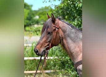American Quarter Horse, Wallach, 6 Jahre, 152 cm, Roan-Bay