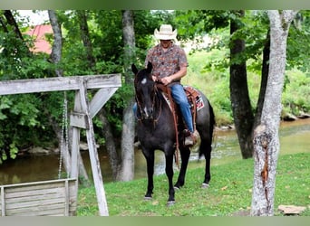 American Quarter Horse, Wallach, 6 Jahre, 152 cm, Roan-Blue