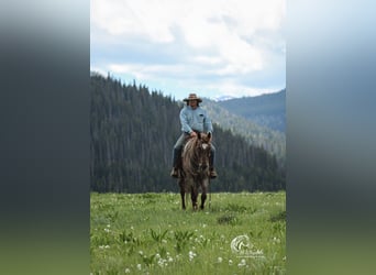 American Quarter Horse, Wallach, 6 Jahre, 152 cm, Roan-Red