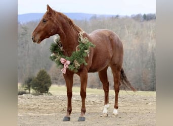 American Quarter Horse, Wallach, 6 Jahre, 152 cm, Roan-Red