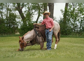 American Quarter Horse, Wallach, 6 Jahre, 152 cm, Roan-Red