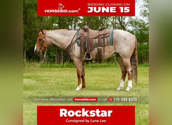 American Quarter Horse, Wallach, 6 Jahre, 152 cm, Roan-Red