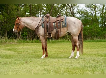 American Quarter Horse, Wallach, 6 Jahre, 152 cm, Roan-Red