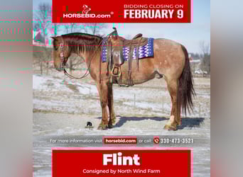 American Quarter Horse, Wallach, 6 Jahre, 152 cm, Roan-Red