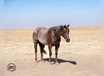 American Quarter Horse, Wallach, 6 Jahre, 152 cm, Roan-Red