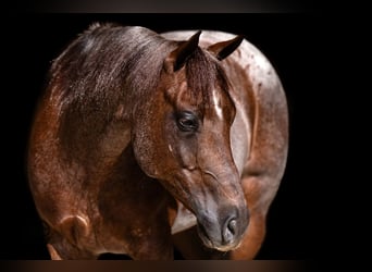 American Quarter Horse, Wallach, 6 Jahre, 152 cm, Roan-Red