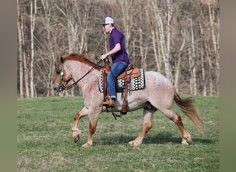 American Quarter Horse, Wallach, 6 Jahre, 152 cm, Roan-Red