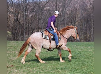 American Quarter Horse, Wallach, 6 Jahre, 152 cm, Roan-Red