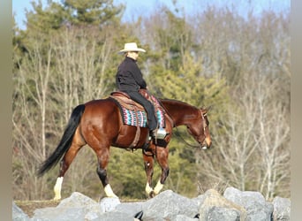 American Quarter Horse, Wallach, 6 Jahre, 152 cm, Rotbrauner
