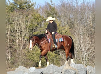 American Quarter Horse, Wallach, 6 Jahre, 152 cm, Rotbrauner