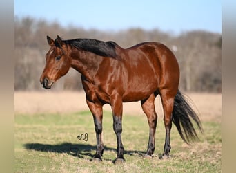 American Quarter Horse, Wallach, 6 Jahre, 152 cm, Rotbrauner