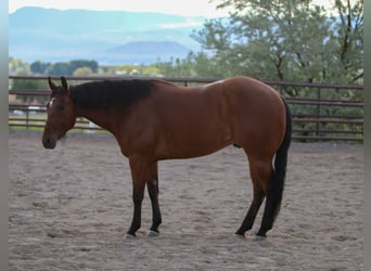 American Quarter Horse, Wallach, 6 Jahre, 152 cm, Rotbrauner