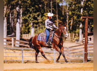 American Quarter Horse, Wallach, 6 Jahre, 152 cm, Rotbrauner