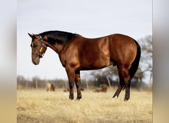 American Quarter Horse, Wallach, 6 Jahre, 152 cm, Rotbrauner