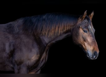 American Quarter Horse, Wallach, 6 Jahre, 152 cm, Rotbrauner
