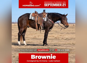 American Quarter Horse, Wallach, 6 Jahre, 152 cm, Rotbrauner