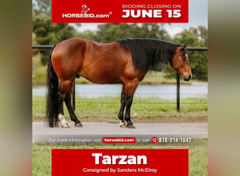 American Quarter Horse, Wallach, 6 Jahre, 152 cm, Rotbrauner