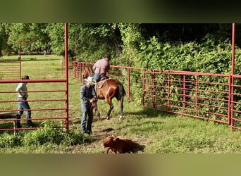 American Quarter Horse, Wallach, 6 Jahre, 152 cm, Rotbrauner