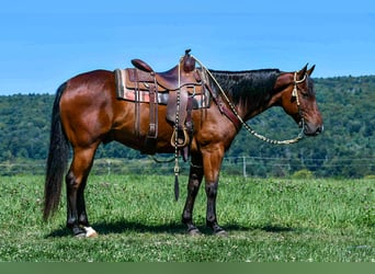 American Quarter Horse, Wallach, 6 Jahre, 152 cm, Rotbrauner