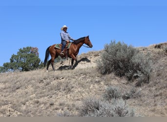 American Quarter Horse, Wallach, 6 Jahre, 152 cm, Rotbrauner