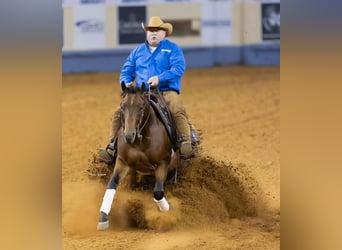 American Quarter Horse, Wallach, 6 Jahre, 152 cm, Rotbrauner