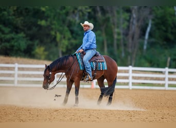 American Quarter Horse, Wallach, 6 Jahre, 152 cm, Rotbrauner