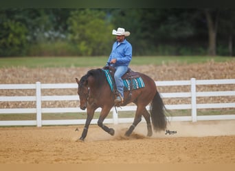 American Quarter Horse, Wallach, 6 Jahre, 152 cm, Rotbrauner