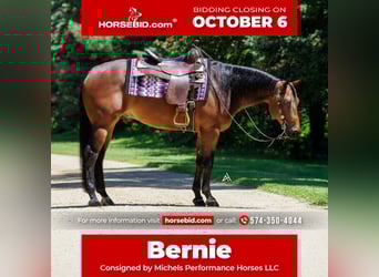 American Quarter Horse, Wallach, 6 Jahre, 152 cm, Rotbrauner