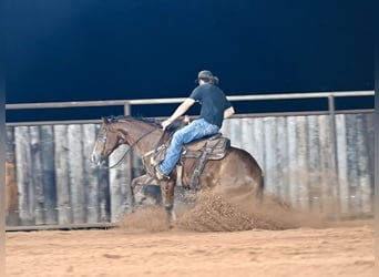 American Quarter Horse, Wallach, 6 Jahre, 152 cm, Rotbrauner