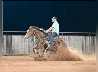 American Quarter Horse, Wallach, 6 Jahre, 152 cm, Rotbrauner