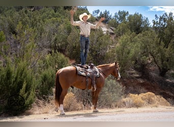 American Quarter Horse, Wallach, 6 Jahre, 152 cm, Rotfuchs