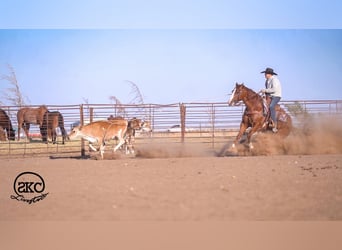 American Quarter Horse, Wallach, 6 Jahre, 152 cm, Rotfuchs