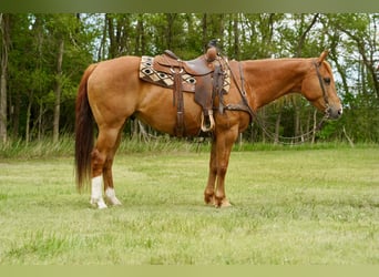 American Quarter Horse, Wallach, 6 Jahre, 152 cm, Rotfuchs