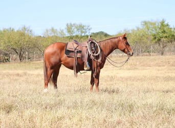 American Quarter Horse, Wallach, 6 Jahre, 152 cm, Rotfuchs