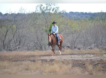 American Quarter Horse, Wallach, 6 Jahre, 152 cm, Rotfuchs