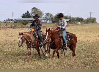 American Quarter Horse, Wallach, 6 Jahre, 152 cm, Rotfuchs
